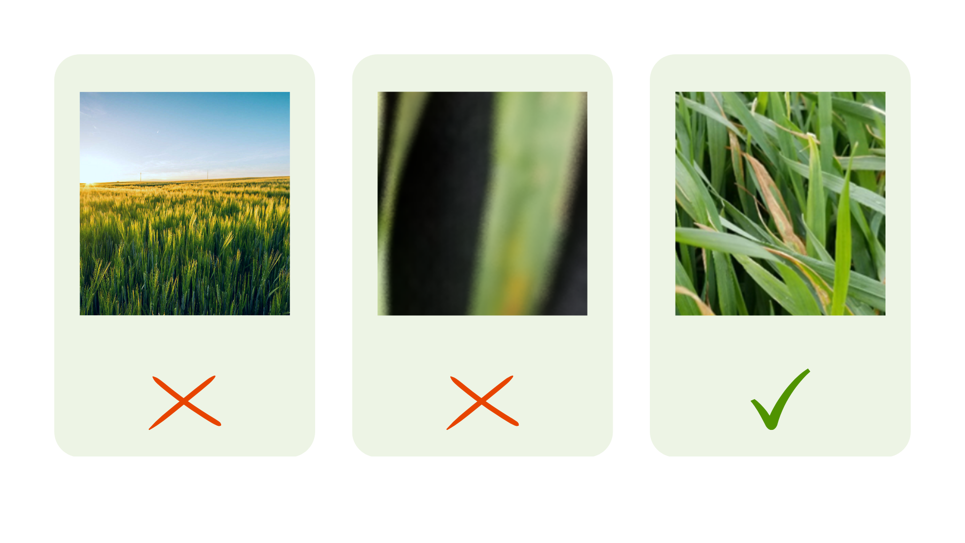how-to-take-photos-for-plantix.png